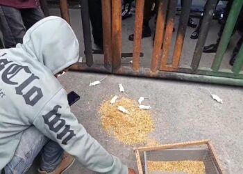 Dibawakan Tikus, Kajati Sultra Ditantang Ungkap Korupsi Sektor Pertambangan