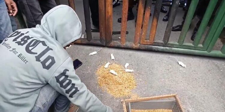Dibawakan Tikus, Kajati Sultra Ditantang Ungkap Korupsi Sektor Pertambangan