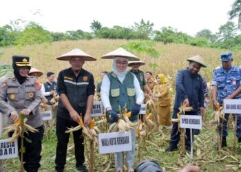 Ketua DPRD Kota Kendari Ikut Panen Jagung Kelompok Tani di Kelurahan Lalodati