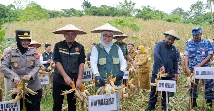 Ketua DPRD Kota Kendari Ikut Panen Jagung Kelompok Tani di Kelurahan Lalodati