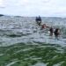 Pria Lompat di Jembatan Teluk Kendari Belum Ditemukan
