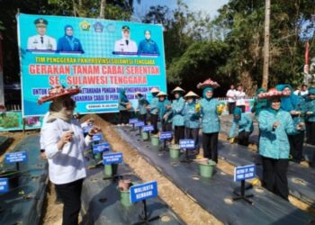 Kota Kendari Jadi Percontohan Penanaman Cabai Ditanam Serentak di Sultra