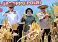 Wali Kota Kendari Hadiri Panen Raya Jagung Serentak dan Groundbreaking 10 Gudang Ketahanan Pangan Polri
